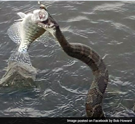 Водяная змея украла улов рыбака