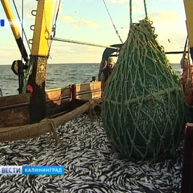 Калининградские рыбаки увеличили промысел рыбы в Атлантике