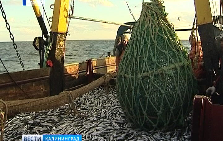 В Калининграде может появиться рыбный рынок