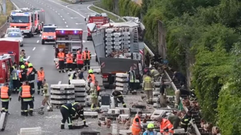 В Австрии на шоссе высыпались 7 тысяч кур. ВИДЕО