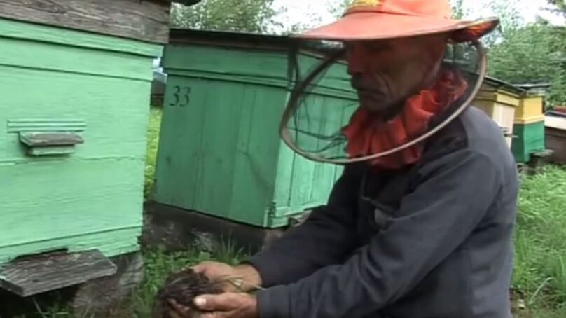 В Калининградской области впервые выберут лучшего пчеловода