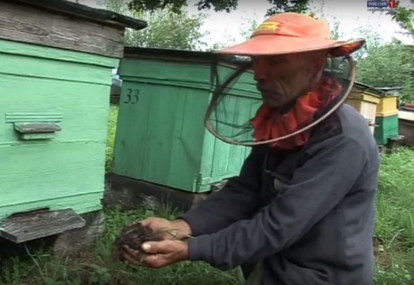 В Калининградской области впервые выберут лучшего пчеловода