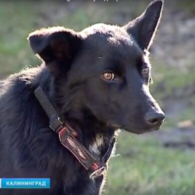 Калининградец украл из зоомагазина 16 поводков для собак