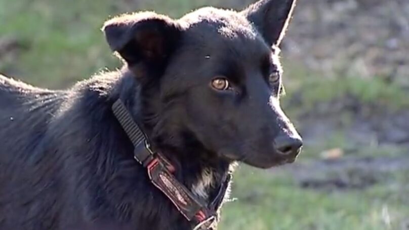 Калининградец украл из зоомагазина 16 поводков для собак