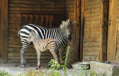 В Калининградском зоопарке родилась зебра