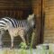 В Калининградском зоопарке родилась зебра