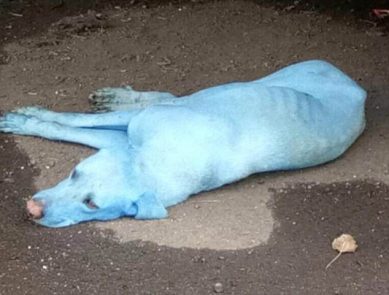 По улицам Мумбаи бегают голубые собаки