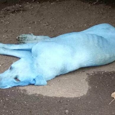 По улицам Мумбаи бегают голубые собаки