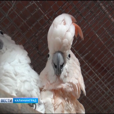Калининградец пытался похитить попугая из городского зоопарка