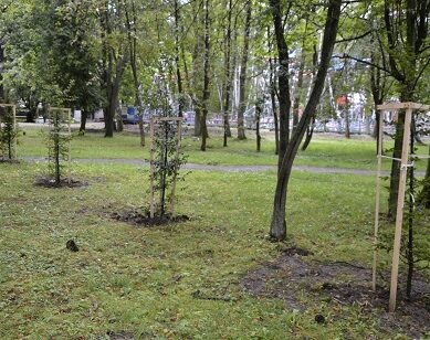 В Центральном парке Калининграда высадили грабы