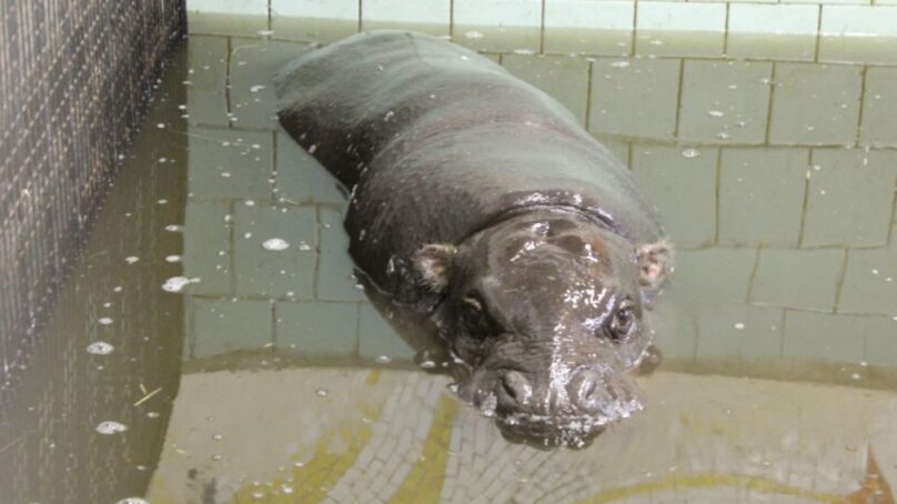 В Калининградском зоопарке появился карликовый бегемот