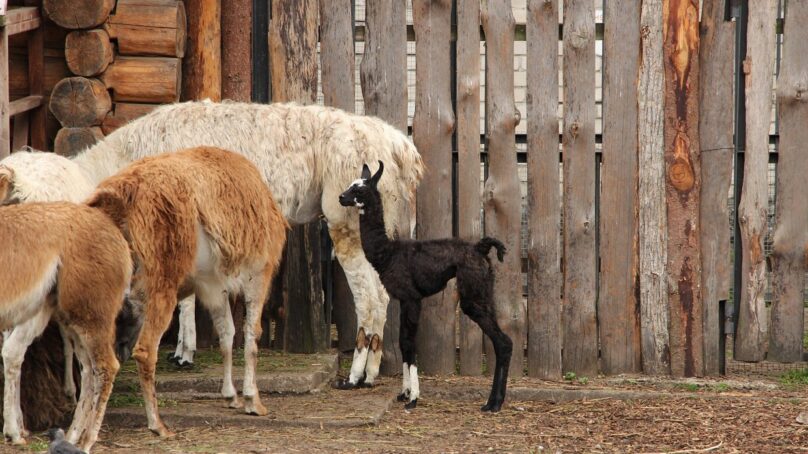В Калининградском зоопарке родилась лама