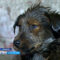 В Гвардейске живодеры топят собак в яме с мазутом