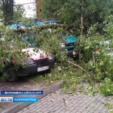 Сильный ветер на выходных повалил 126 деревьев в Калининграде