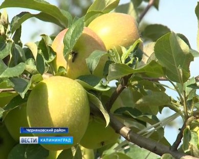 Калининградские яблоки заполнят прилавки магазинов страны