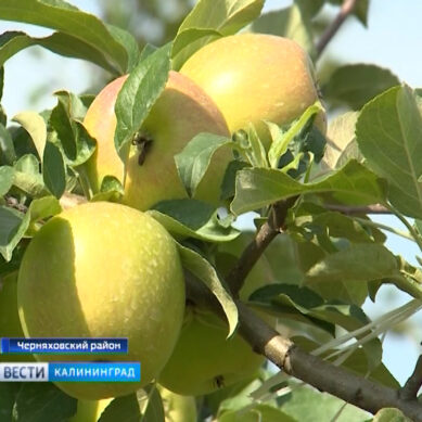 Калининградские яблоки заполнят прилавки магазинов страны