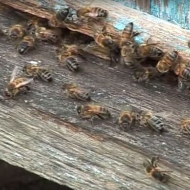 Житель Багратионовского района с топором встал на защиту пчёл