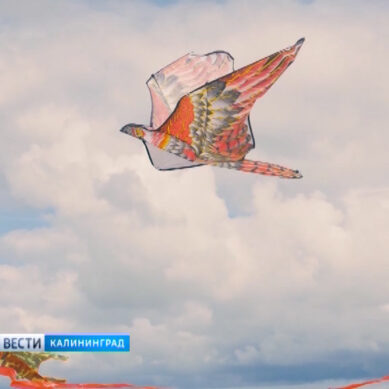 На Куршской косе в шестой раз прошел фестиваль воздушных змеев