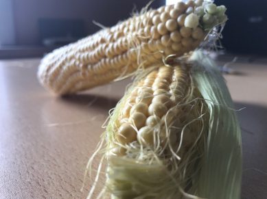 Под Полесском двое мужчин украли 900 початков кукурузы