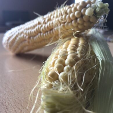 Под Полесском двое мужчин украли 900 початков кукурузы