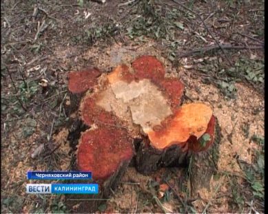 В Калининградской области обсудили вопросы обеспечения охраны лесов в регионе