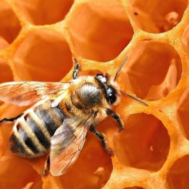 Пчелы Калининградской области дают 600 тонн меда ежегодно