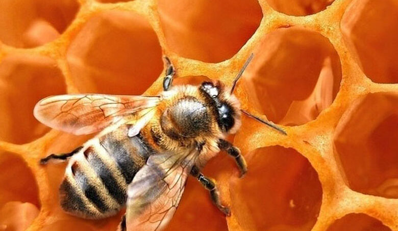 Пчелы Калининградской области дают 600 тонн меда ежегодно