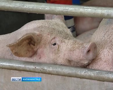 Литва остается неблагополучной страной по африканской чуме свиней