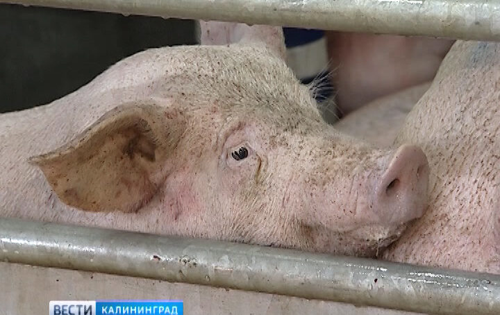 Литва остается неблагополучной страной по африканской чуме свиней