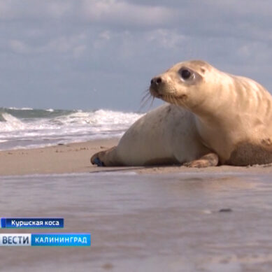 Молодых тюленей из Калининградского зоопарка выпустили в открытое море