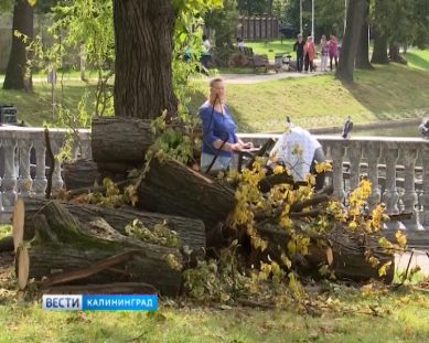 В Калининграде у озера Поплавок убирают спиленные деревья