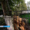 В Калининграде упавший во время циклона тополь повредил игровую площадку в детском саду