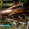 На линии электропередач во время урагана упали 66 деревьев