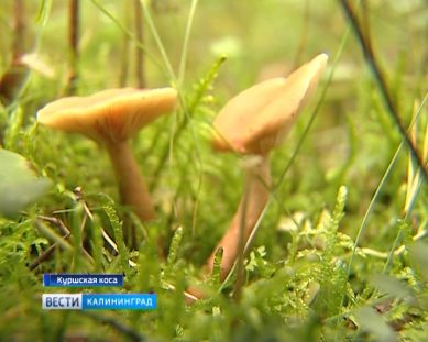 25 человек отравились грибами в Калининградской области