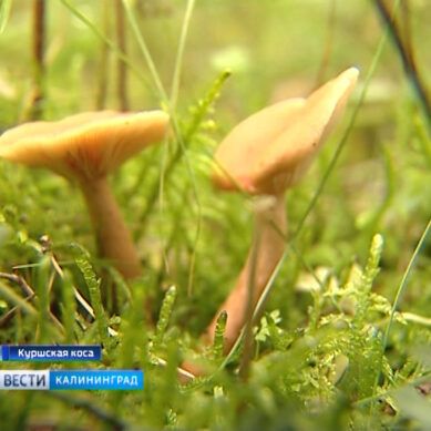 Отравление грибами: в калининградском радиоэфире эксперт расскажет, что от него спасет
