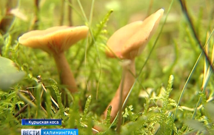 25 человек отравились грибами в Калининградской области