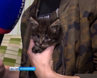 Калининградские библиотекари спасли котенка из трещины в фундаменте