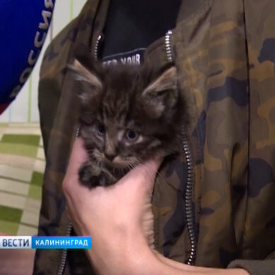 Калининградские библиотекари спасли котенка из трещины в фундаменте