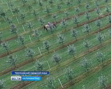 Калининградские аграрии пересели на квадрокоптеры
