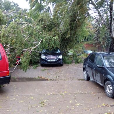 В Калининградской области штормовой ветер повалил 34 дерева