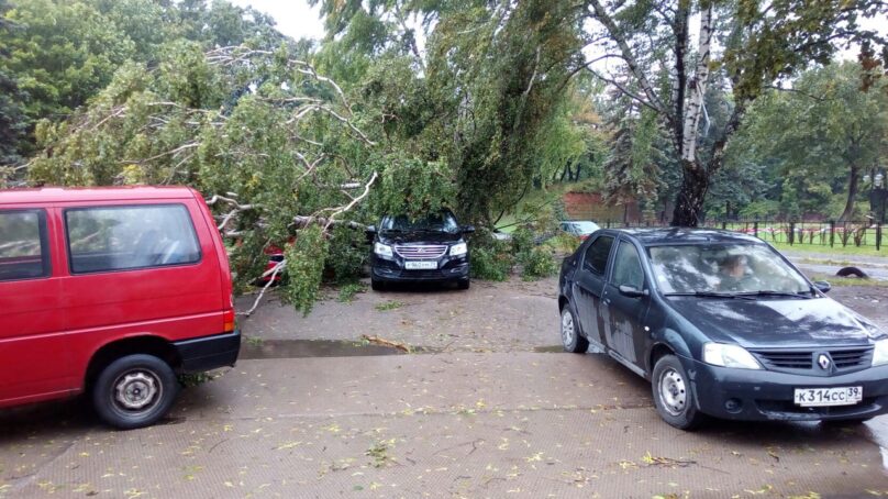 В Калининградской области штормовой ветер повалил 34 дерева