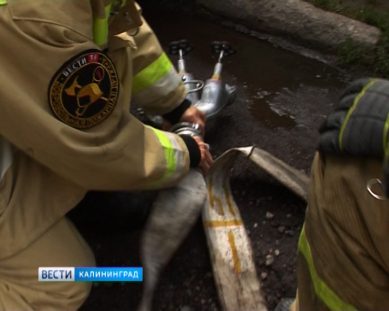 Пожарная дружина «Вести 39» приняла участие в учениях МЧС и Минздрава