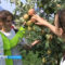 В поселке Калиновка прошел «яблочный» кросс