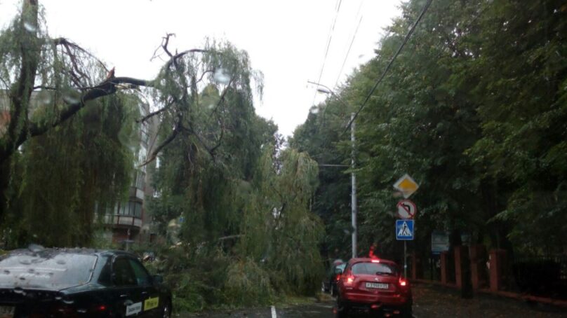 На улице Комсомольской в Калининграде упало дерево