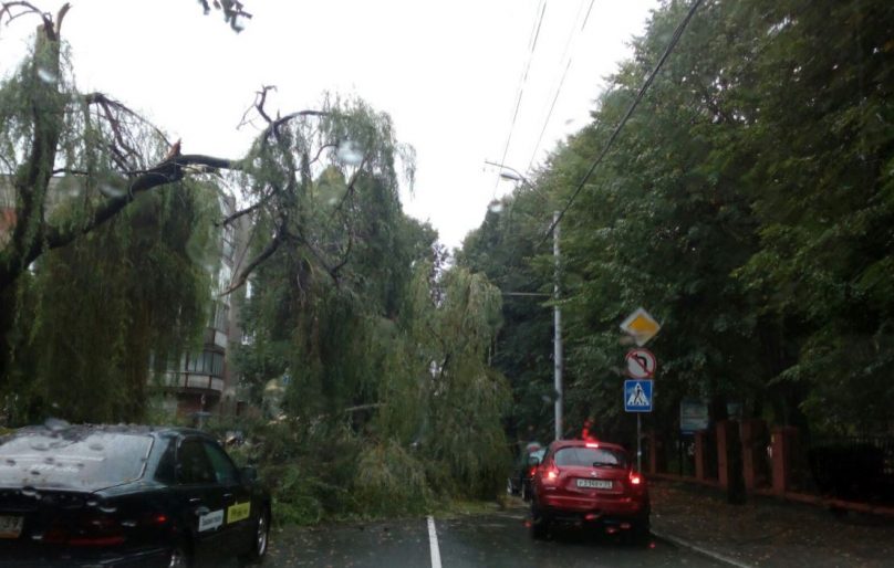 На улице Комсомольской в Калининграде упало дерево