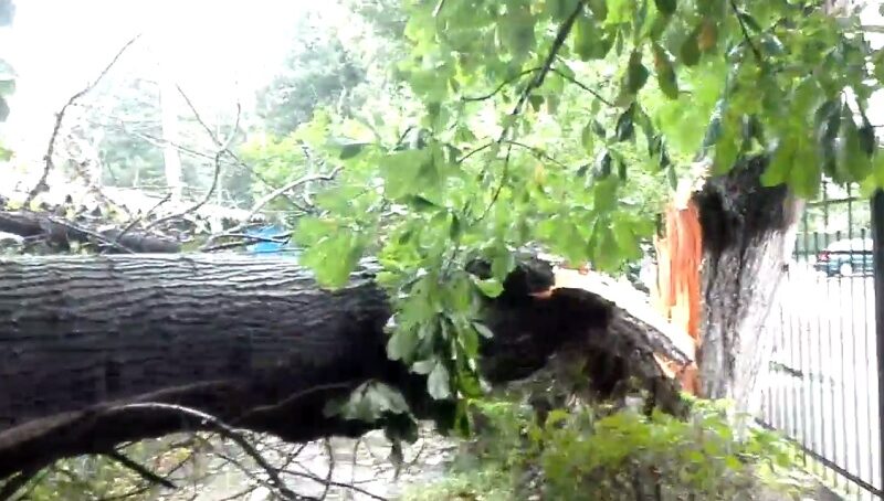 В Калининграде ветер повалил большое дерево на площадке в детском саду