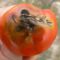 В Калининграде обнаружена южноамериканская томатная моль