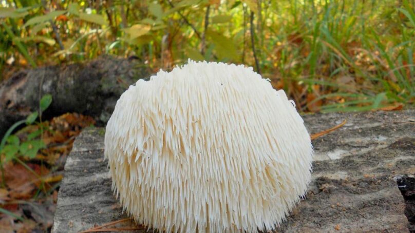 На Куршской косе выросли грибы-ежи