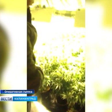 Полиция задержала калининградца, выращивающего на огороде коноплю