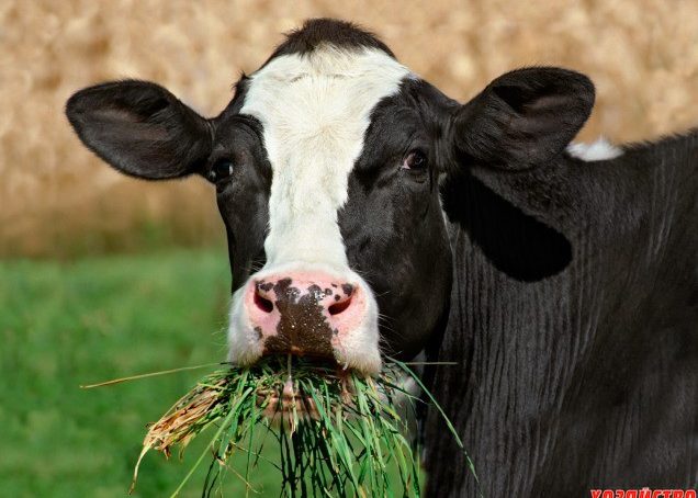 В Калининград не пустили 19 тонн кормовой добавки для коров из Малайзии
